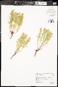 Teucrium laciniatum image