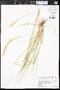 Pascopyrum smithii image