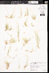 Bouteloua dactyloides image