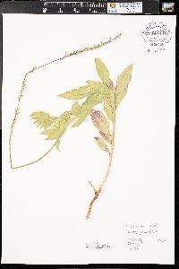 Oenothera curtiflora image