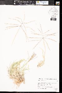 Chloris verticillata image