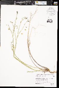 Linum lewisii var. lewisii image