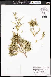 Juniperus scopulorum image