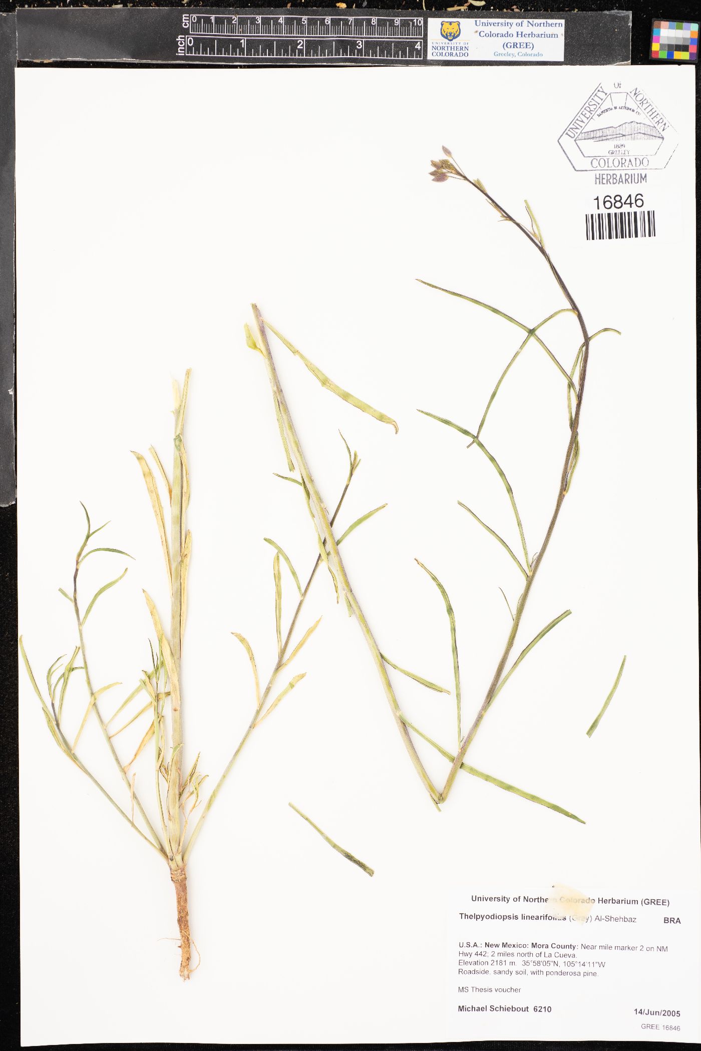Schoenocrambe linearifolia image