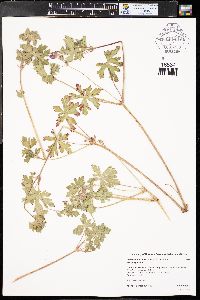 Geranium atropurpureum image