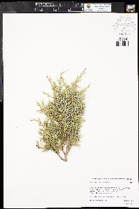 Juniperus scopulorum image