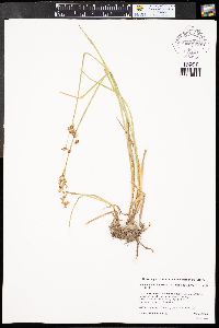 Juncus ensifolius var. montanus image