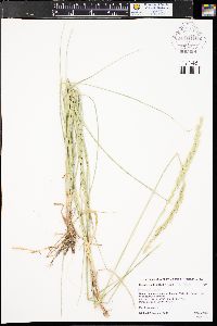 Pascopyrum smithii image