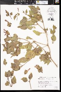 Mirabilis multiflora var. multiflora image