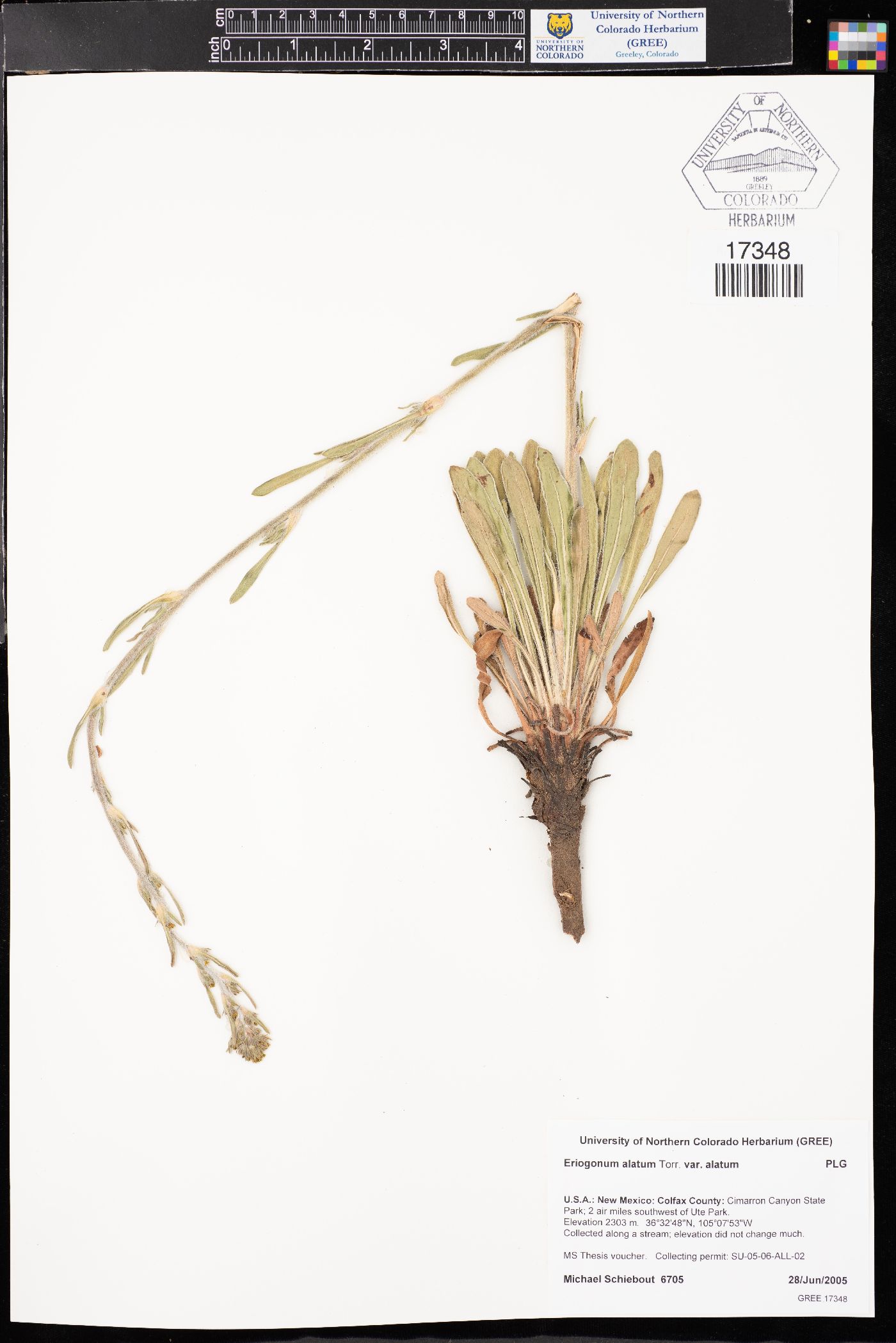 Eriogonum alatum var. alatum image