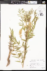 Glycyrrhiza lepidota image