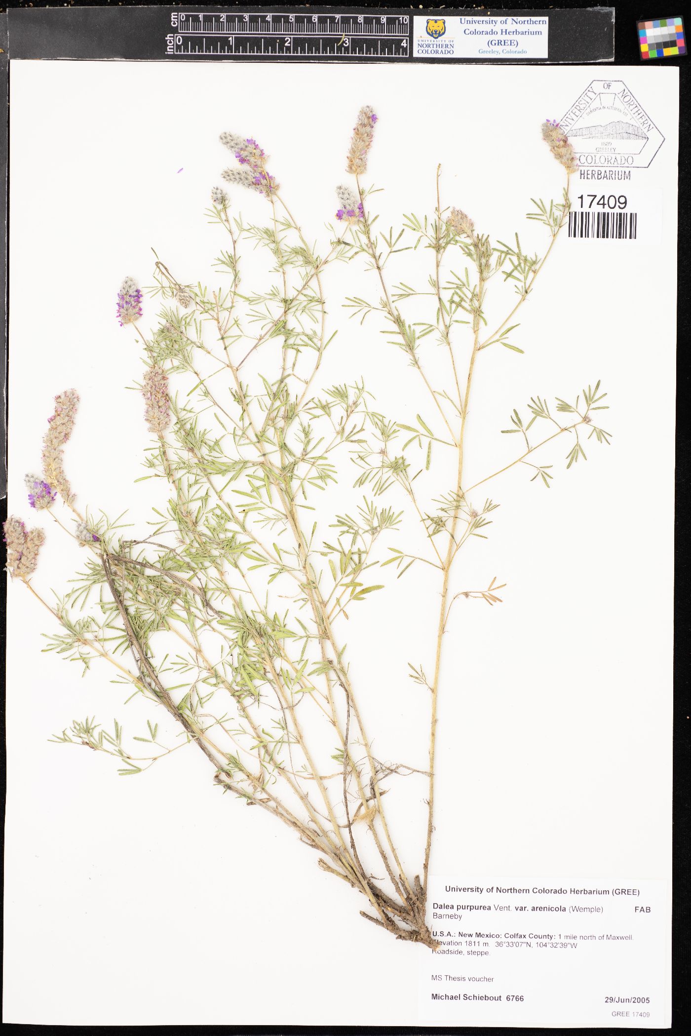 Dalea purpurea var. arenicola image