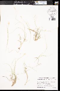 Bouteloua dactyloides image