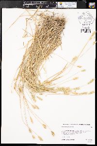 Hordeum pusillum image