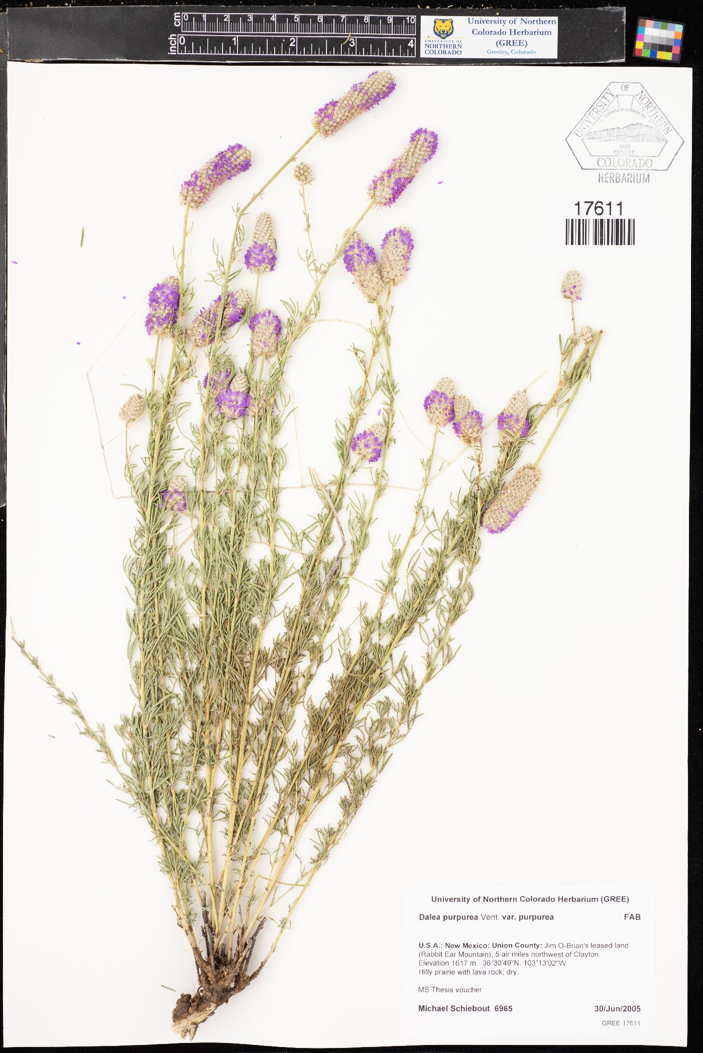 Dalea purpurea var. purpurea image