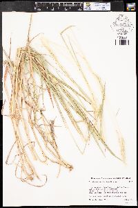 Bothriochloa saccharoides image