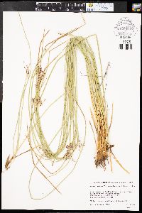 Juncus balticus subsp. balticus image