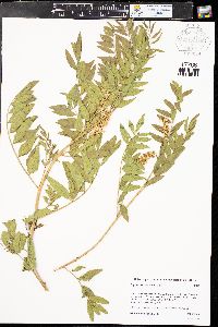 Glycyrrhiza lepidota image