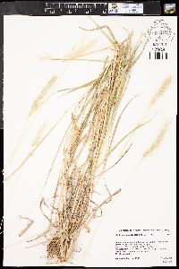 Bothriochloa saccharoides image