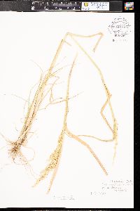 Echinochloa muricata var. microstachya image
