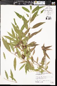 Salix amygdaloides image