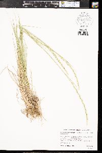 Elymus trachycaulus subsp. trachycaulus image