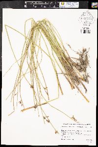 Juncus balticus subsp. balticus image