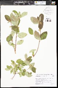 Symphoricarpos occidentalis image