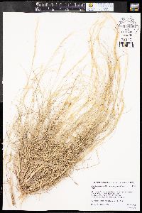 Aristida purpurea var. longiseta image