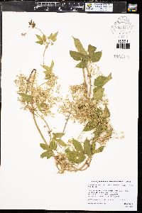 Humulus lupulus image