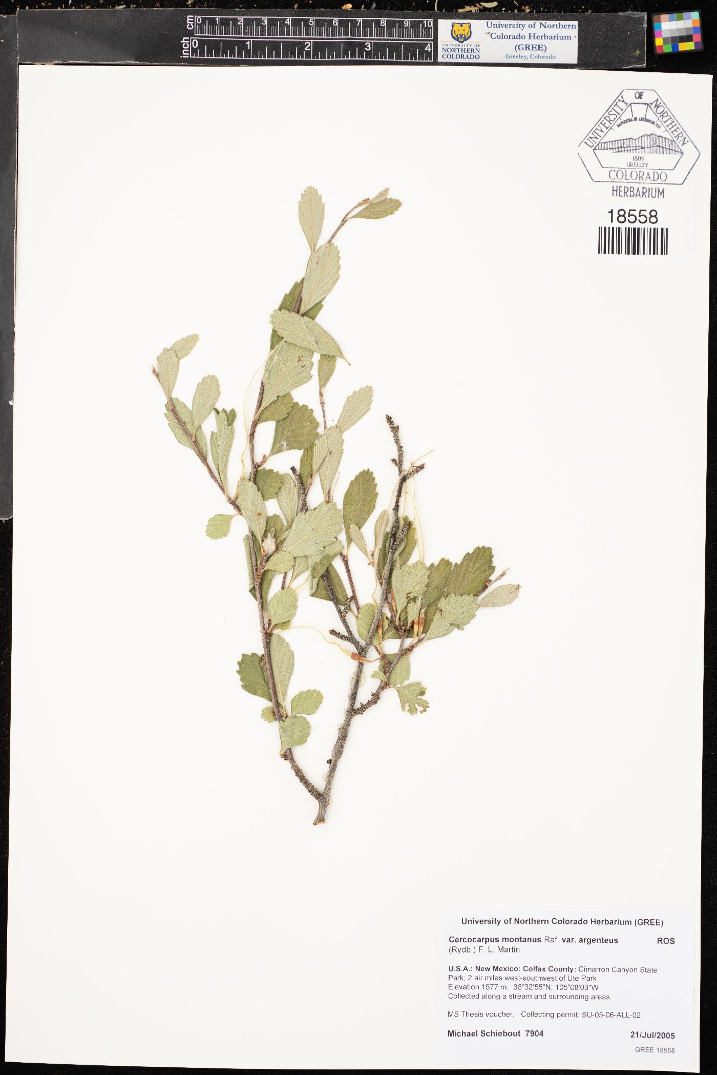 Cercocarpus montanus var. argenteus image