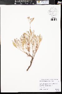 Eriogonum lonchophyllum image