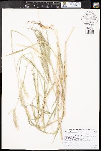 Bothriochloa saccharoides image