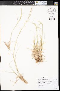 Bouteloua curtipendula var. curtipendula image