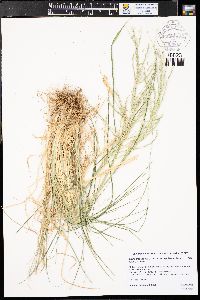 Diplachne fusca subsp. fascicularis image