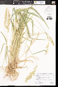 Echinochloa muricata var. microstachya image