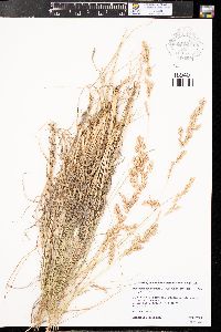 Eragrostis secundiflora subsp. oxylepis image