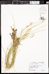 Juncus balticus subsp. balticus image