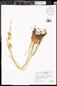 Juncus balticus subsp. balticus image