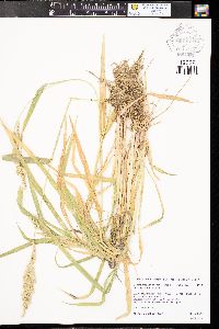 Echinochloa muricata var. microstachya image