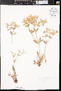 Eriogonum jamesii image