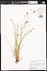 Sisyrinchium demissum image