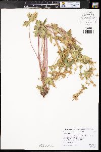 Geranium caespitosum var. caespitosum image