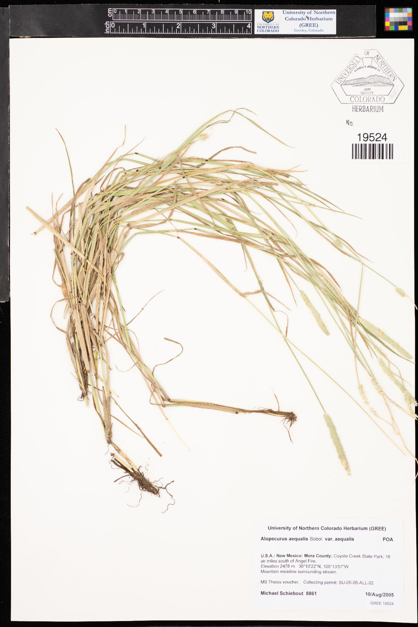 Alopecurus aequalis var. aequalis image