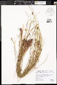 Juncus balticus subsp. balticus image