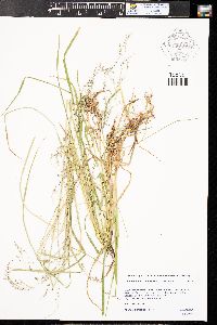 Glyceria elata image