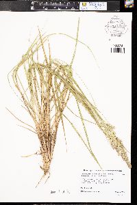 Calamagrostis stricta subsp. inexpansa image