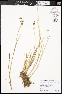 Juncus ensifolius var. montanus image