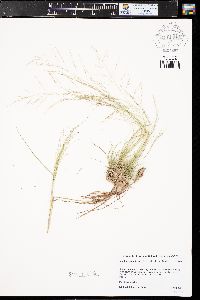 Muhlenbergia torreyi image