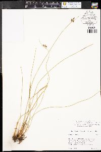 Juncus balticus subsp. balticus image